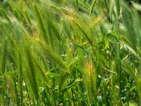 Primo Piano Erba Verde Falso Orzo — Foto Stock