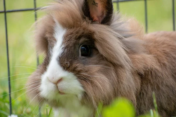 Une Mise Point Peu Profonde Lapin Brun Dans Herbe Image En Vente