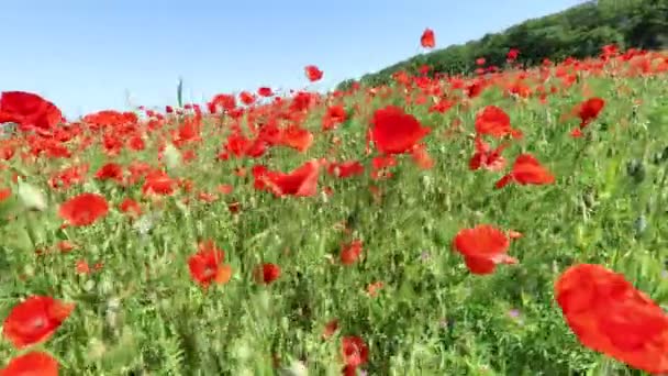 Schöne Rote Mohnblumen Auf Dem Feld — Stockvideo