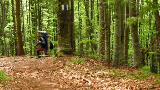 Πλάνα Από Όμορφος Νεαρός Άνδρας Πεζοπορία Στο Ορεινό Δάσος — Αρχείο Βίντεο