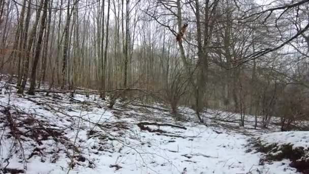 Hermoso Paisaje Invierno Con Nieve — Vídeo de stock