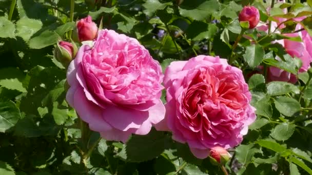 Hermosas Rosas Rosadas Jardín — Vídeo de stock
