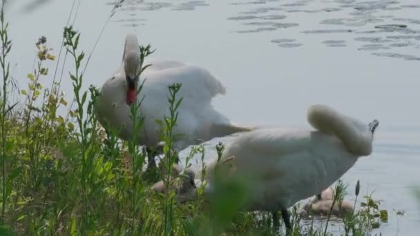 Beau Cygne Blanc Dans Lac — Video