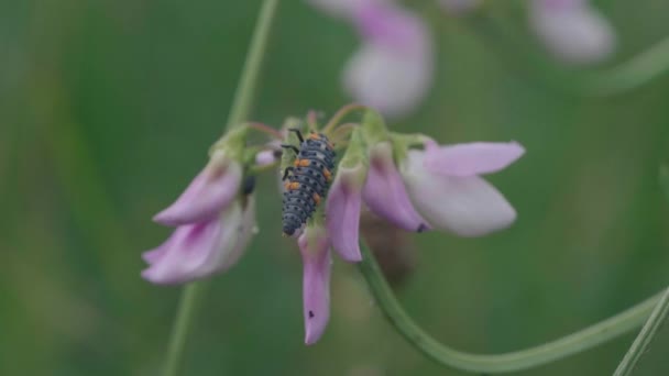 Hermoso Plano Botánico Fondo Pantalla Natural — Vídeo de stock