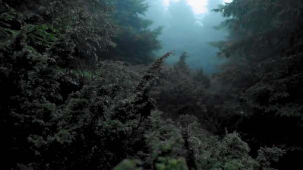 森林的美丽景色 — 图库视频影像