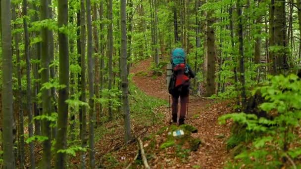 山の森でのハンサムな青年のトレッキングの映像 — ストック動画