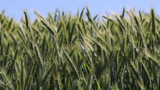 Зелене Пшеничне Поле Флора Природа — стокове відео