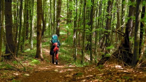 Zdjęcia Przystojnego Młodzieńca Trekking Górskim Lesie — Wideo stockowe