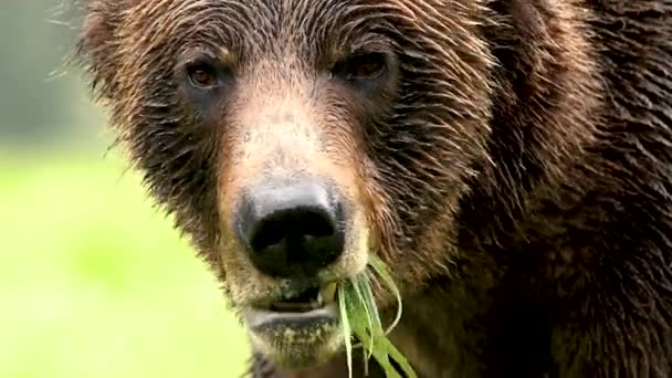 Bruine Beer Het Bos — Stockvideo