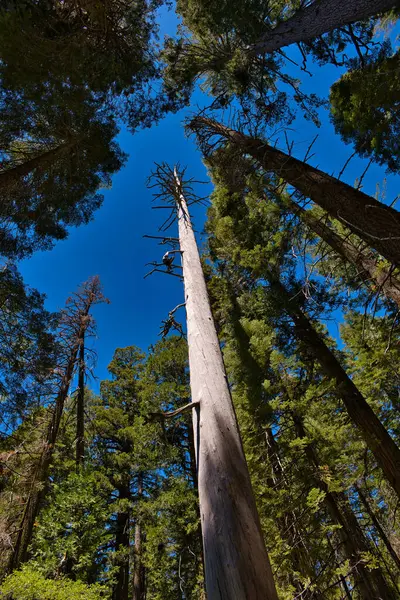 Vertikální Záběr Stromů Lesích Tvrdého Dřeva Pod Slunečním Světlem Modrou — Stock fotografie