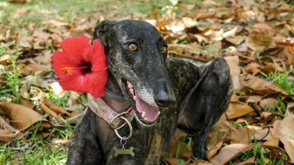 Enfoque Selectivo Galgo Con Cuello Flor Hibisco Rojo Acostado Sobre —  Fotos de Stock