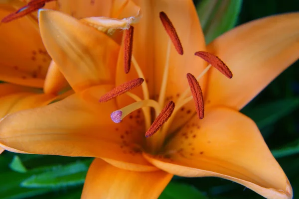 雌しべ 雄しべ 花粉を含むオレンジ色のユリの花のクローズアップショット 壁紙に最適です — ストック写真