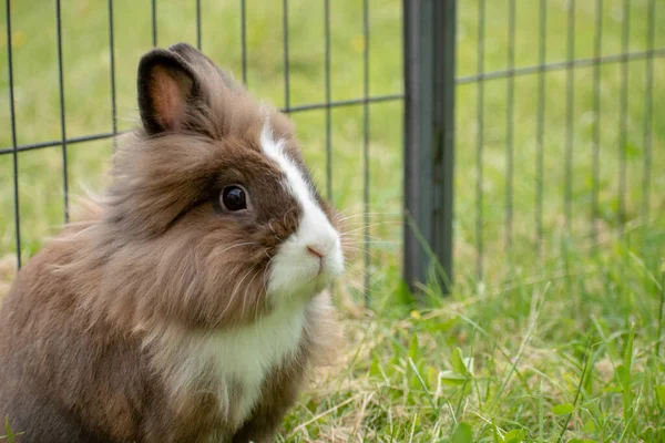 Ett Grunt Fokus Brun Kanin Gräset — Stockfoto