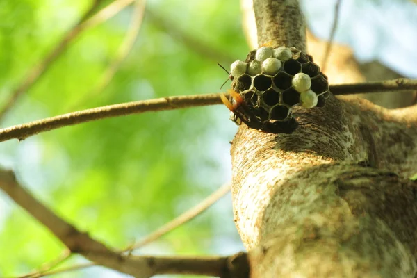 Ağaçta Yuva Yapan Yaban Arılarının Düşük Açılı Görüntüsü — Stok fotoğraf