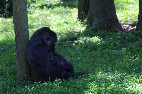 Een Chimpansee Zit Bij Boom Slaapt Swope Park Kansas City — Stockfoto