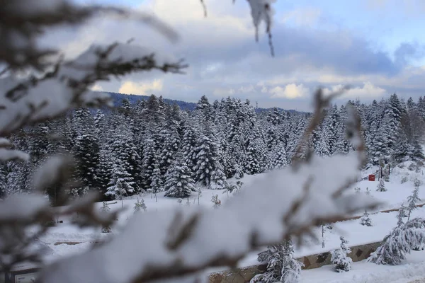 Uma Bela Paisagem Nevada Floresta Abetos — Fotografia de Stock