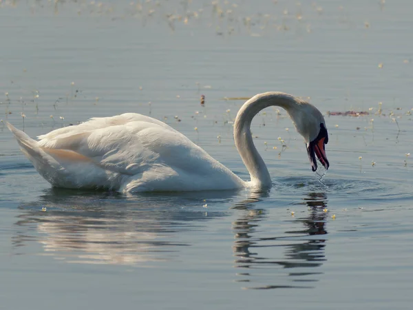 Elegante Cisne Blanco Bebiendo Agua Del Lago — Foto de Stock