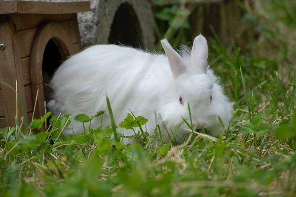 Ein Flacher Fokus Eines Weißen Hasen Gras — Stockfoto