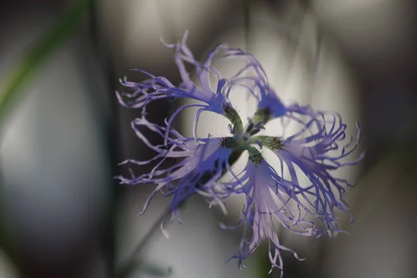 Bulanık Bir Arkaplanda Pembemsi Bir Çiçeğin Yakın Plan Çekimi — Stok fotoğraf