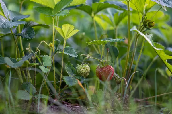 Gros Plan Fraises Mûres Non Mûres Poussant Dans Sol — Photo