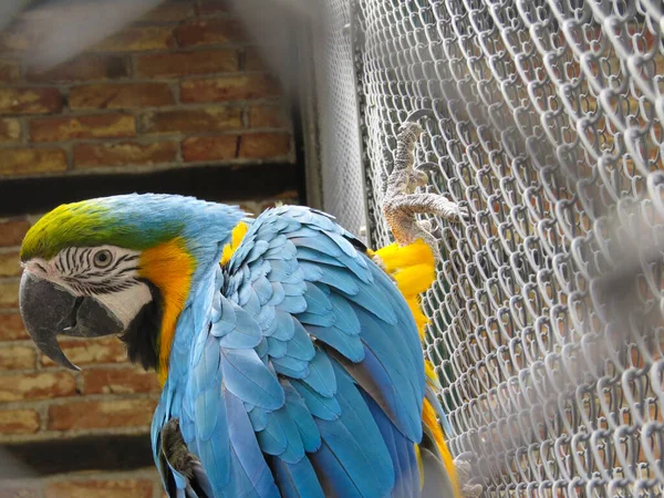 Seletivo Papagaio Arara Azul Amarelo Segurando Uma Gaiola — Fotografia de Stock