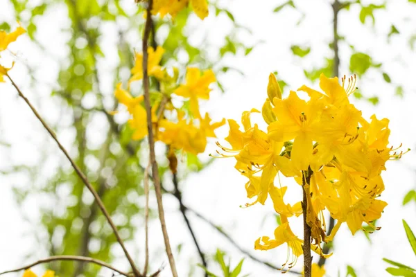 Selektywne Skupienie Kwitnących Żółtych Kwiatów — Zdjęcie stockowe