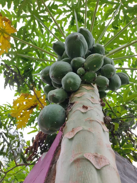 Sebuah Gambar Vertikal Dari Pepaya Atau Pohon Melon — Stok Foto