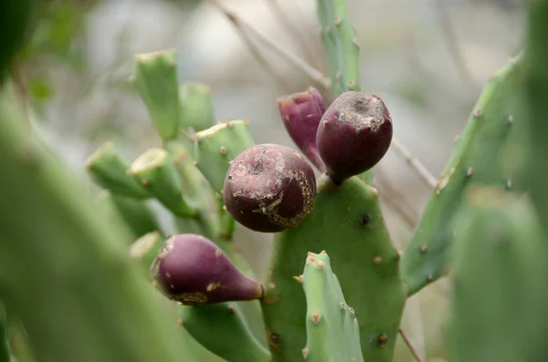 Primo Piano Mucchio Cactus Viola Verde Maturo Nella Foresta — Foto Stock
