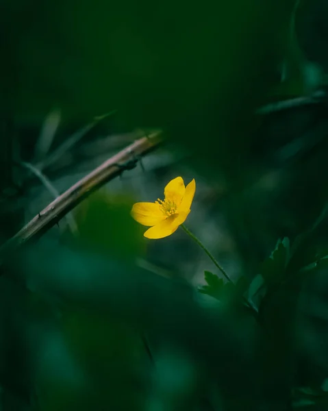 Disparo Vertical Una Sola Flor Buttercup Amarillo Sobre Fondo Verde —  Fotos de Stock