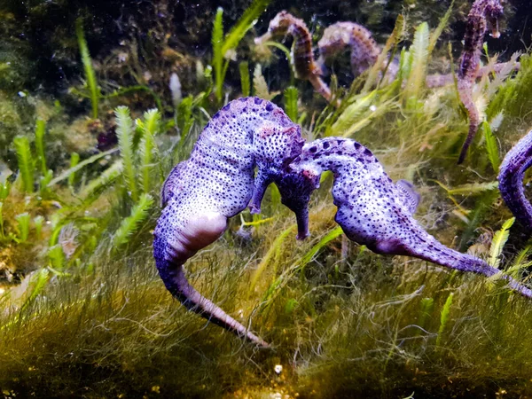 Une Mise Point Sélective Couple Hippocampes Sur Herbe Marine Sous — Photo