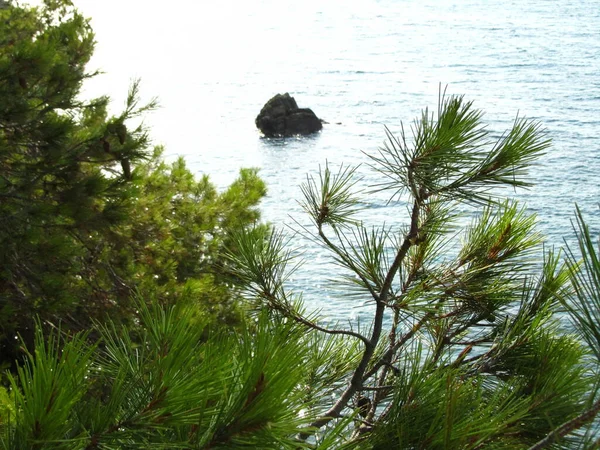 Een Pijnboom Pinus Groeit Langs Kust Van Spanje — Stockfoto