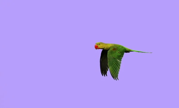 Eine Flache Aufnahme Eines Farbenfrohen Papageis Flug Auf Einem Isolierten — Stockfoto