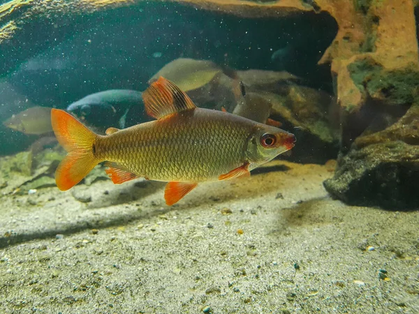 Nehrin Dibinde Yüzen Bir Rudd Balığının Seçici Odağı — Stok fotoğraf