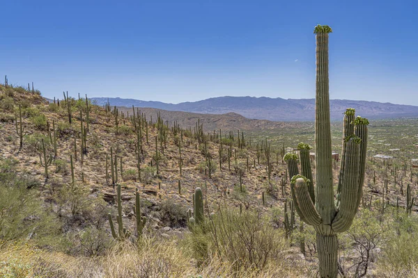 Zdjęcia Bliska Góry Pokryte Kaktusiem Saguaro Kwitnącym Kaktusem Saguaro — Zdjęcie stockowe