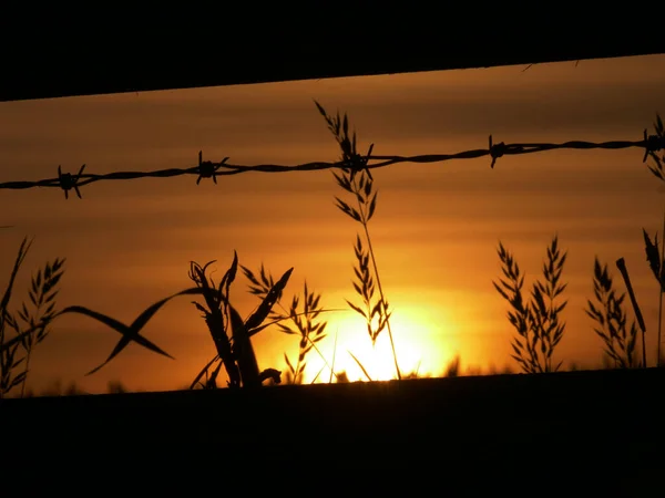 Ηλιοβασίλεμα Φόντο Ψηλό Γρασίδι Σιλουέτα Μέσο Πλάνο — Φωτογραφία Αρχείου