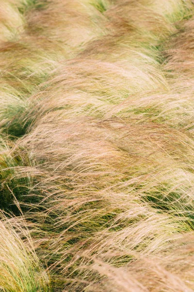畑に生えている半影の羽草の垂直ショット — ストック写真
