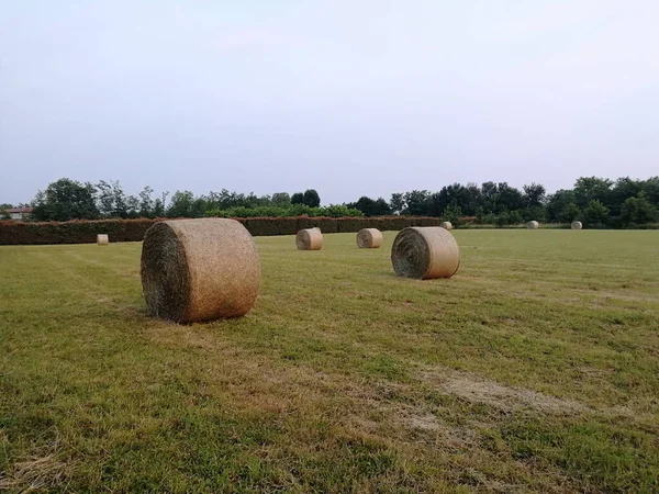 Ein Bündel Gewalzter Heuballen Auf Einem Feld — Stockfoto