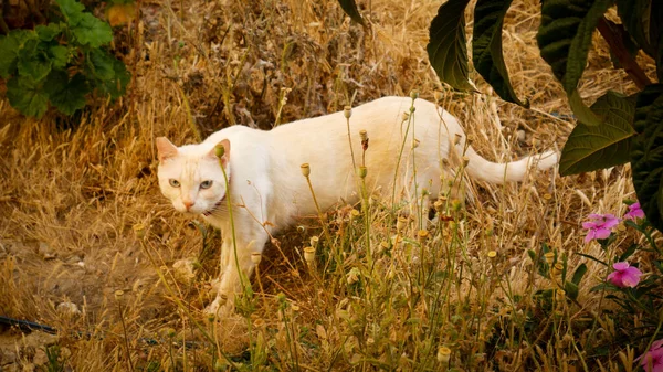 芝生の乾燥草に白い猫の選択的な焦点 — ストック写真