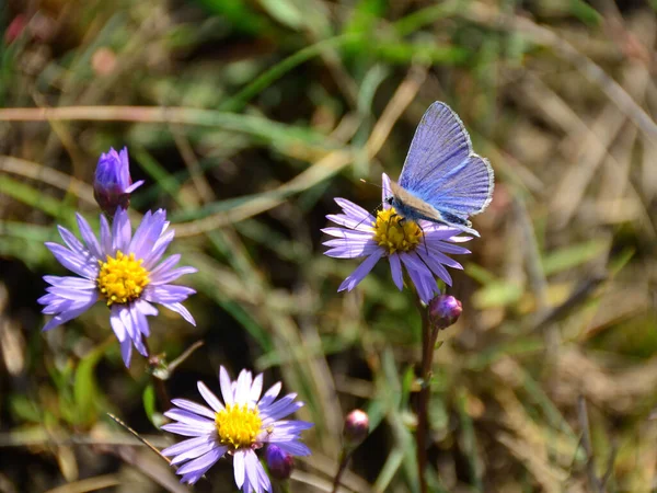 Крупный План Голубой Бабочки Цветке — стоковое фото