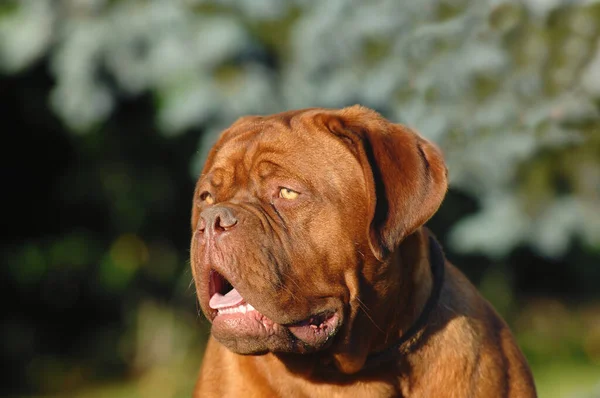 Egy Közeli Felvétel Egy Homályos Hátterű Dogue Bordeaux Ról — Stock Fotó