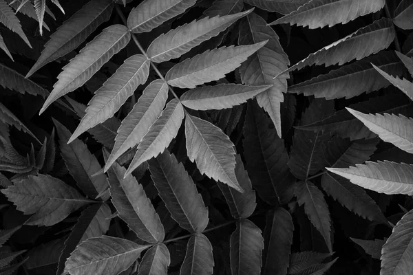 背景に最適な植物の葉の灰色のショット — ストック写真