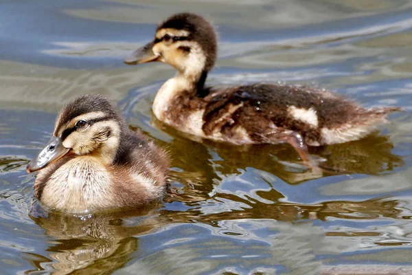 Dois Patos Adoráveis Nadando Lago — Fotografia de Stock
