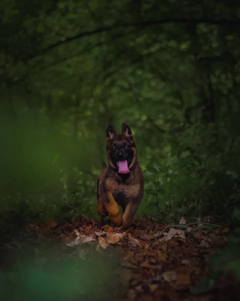 Tiro Vertical Cachorro Pastor Alemão Marrom Com Língua Para Fora — Fotografia de Stock