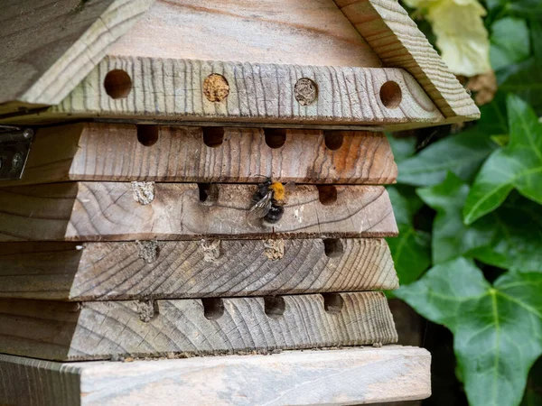 Gros Plan Une Abeille Sur Une Ruche Solitaire — Photo