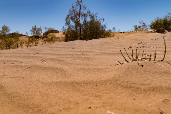 Vzácné Keře Vegetace Suché Krajině Pouště Sahara Maroko — Stock fotografie