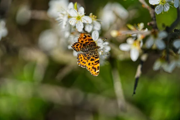 白い花に舞う地図蝶のクローズアップ — ストック写真