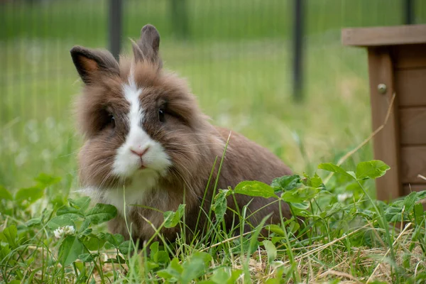 一只棕色兔子在草地上的浅浅的焦点 — 图库照片