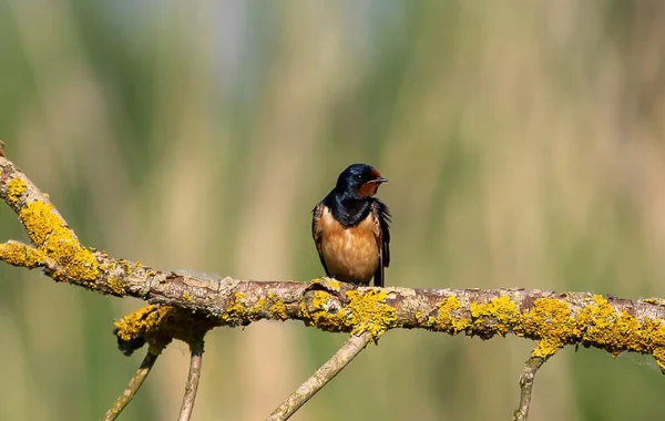 Een Vogel Red Swallow Cecropis Daurica Een Tak — Stockfoto