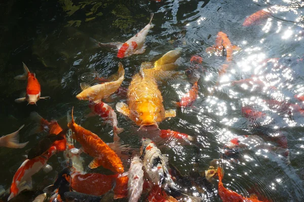 Sebuah Gambar Atas Kepala Kolam Dengan Banyak Ikan Besar Dikelompokkan — Stok Foto