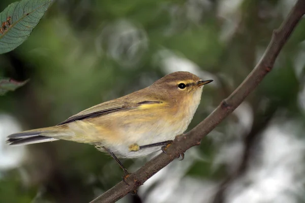 Gros Plan Une Jolie Paruline Potelée Debout Sur Une Branche — Photo